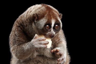 Yakın çekim Lemur yavaş Loris izole siyah arka plan