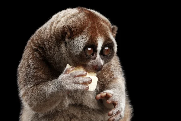 Крупный план Lemur Slow Loris Изолированный черный фон — стоковое фото