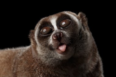 Yakın çekim Lemur yavaş Loris izole siyah arka plan