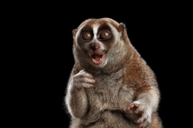 Yakın çekim Lemur yavaş Loris izole siyah arka plan