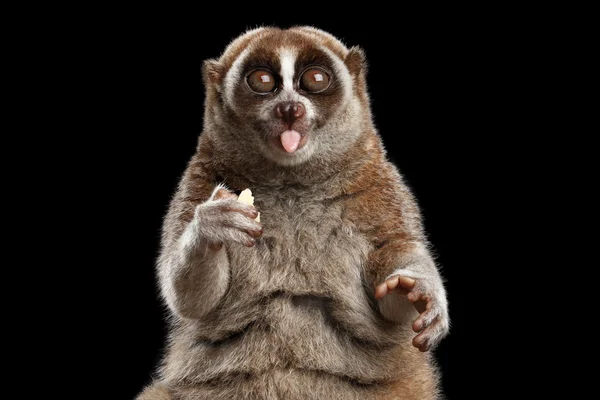 Крупный план Lemur Slow Loris Изолированный черный фон — стоковое фото