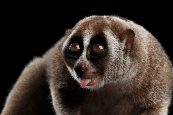 Крупный план Lemur Slow Loris Изолированный черный фон — стоковое фото