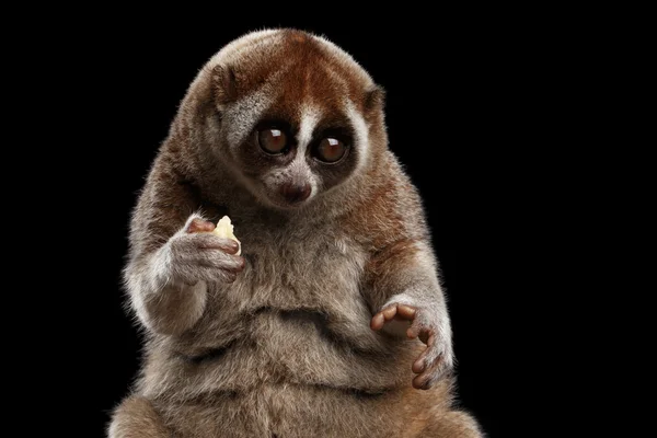Nahaufnahme Lemur slow loris isoliert schwarzen Hintergrund — Stockfoto