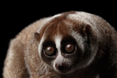 Yakın çekim Lemur yavaş Loris izole siyah arka plan