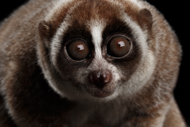 Yakın çekim Lemur yavaş Loris izole siyah arka plan