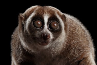 Yakın çekim Lemur yavaş Loris izole siyah arka plan
