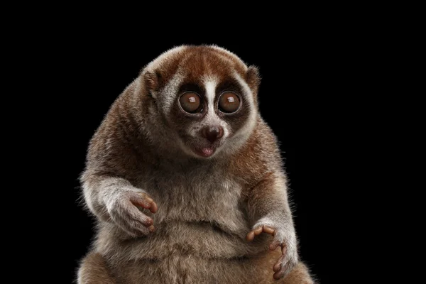 Крупный план Lemur Slow Loris Изолированный черный фон — стоковое фото