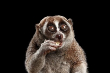 Yakın çekim Lemur yavaş Loris izole siyah arka plan