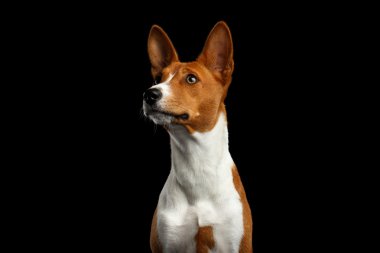 Safkan beyaz izole siyah zemin üzerine kırmızı alçaklık köpekle