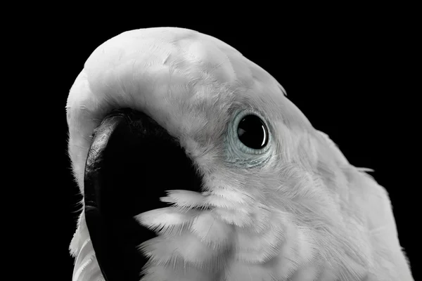 Close-up Crested Cockatoo alba, Paraguas, Indonesia, aislado sobre fondo negro —  Fotos de Stock