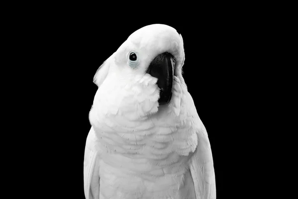 Close-up Crested Cockatoo alba, Guarda-chuva, Indonésia, isolado em fundo preto — Fotografia de Stock