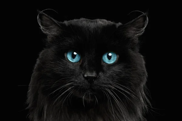 Nahaufnahme schwarze Katze mit blauen Augen — Stockfoto