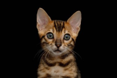 Bengal Kedicik 'in portresini altın kürkü ile yakın çekim yap.