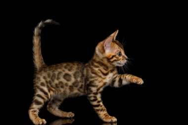 İzole edilmiş Siyah Arkaplan görünümlü neşeli Bengal Kediciği