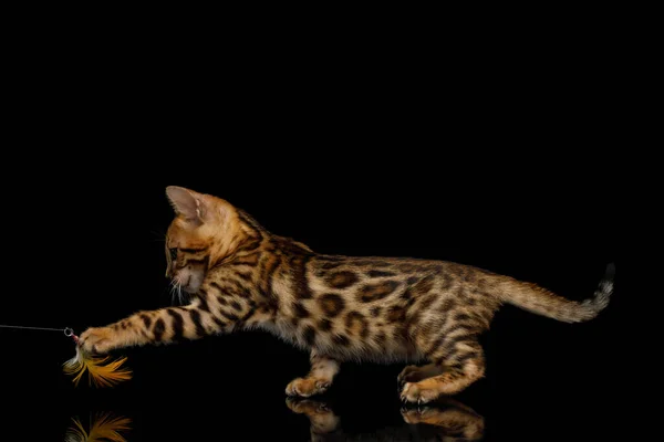 Verspieltes Bengalisches Kätzchen Auf Isoliertem Schwarzem Hintergrund Seitenansicht — Stockfoto