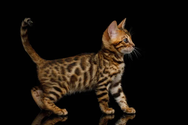 Chaton Bengale Ludique Sur Fond Noir Isolé Vue Latérale — Photo