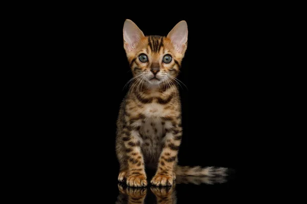 Bengale Chaton Assis Sur Fond Noir Isolé Regardant Caméra Photos De Stock Libres De Droits