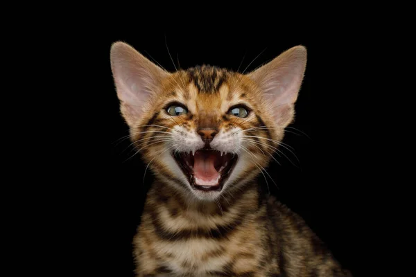 Retrato Cerca Meowing Bengal Kitten Vista Frontal Fondo Negro Aislado Imagen De Stock