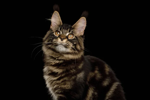 Portret Maine Coon Cat Szczotką Uszach Wpatrując Się Odizolowane Czarne — Zdjęcie stockowe