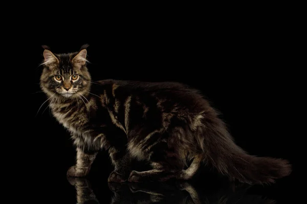 Maine Coon Cat Brush Earns Standing Isolated Black Background Side — стоковое фото