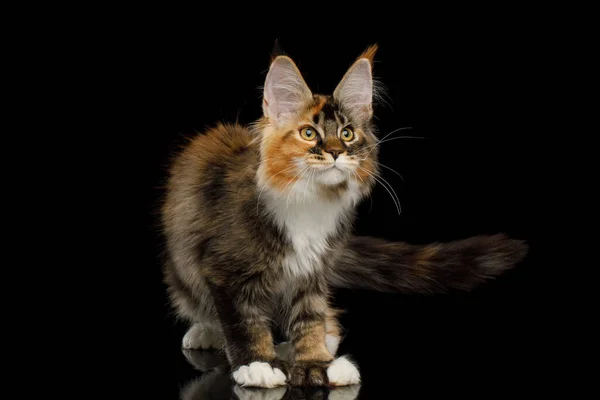 Verspielte Rote Maine Coon Katze Mit Polydaktylpfoten Auf Isoliertem Schwarzem — Stockfoto