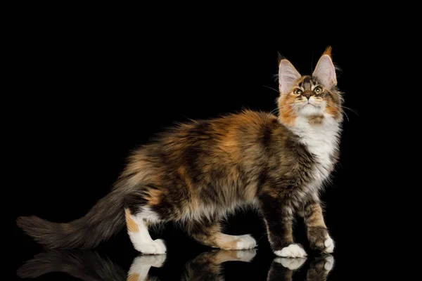 Playful Red Maine Coon Cat Polydactyl Paws Standing Isolated Black — Stock Photo, Image