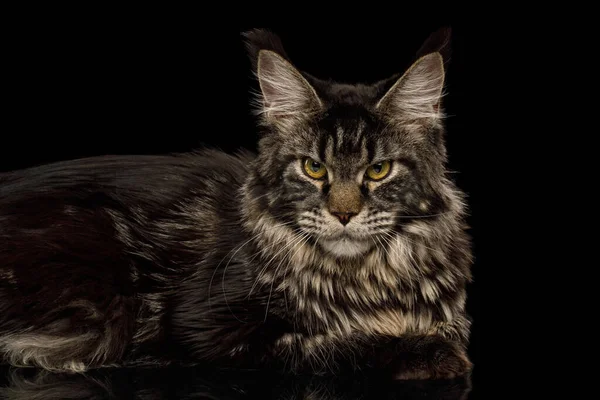 印象机猫耳朵刷毛 躺在孤立的黑色背景下的肖像 — 图库照片
