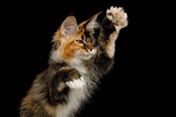 Retrato Juguetón Rojo Maine Coon Cat Atrapando Juguete Sus Patas Imagen De Stock