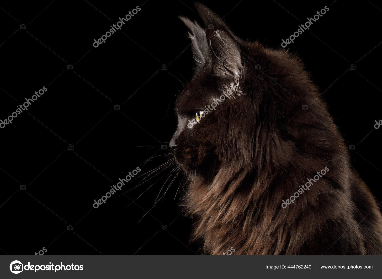 Retrato Enorme Preto Maine Coon Cat Exibicao Perfil Fundo Preto Fotos Imagens De C Seregraf