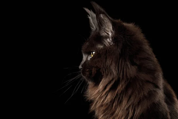 Portrait Huge Black Maine Coon Cat Profile View Isolated Black — Stock Photo, Image