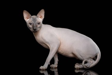 Çarpık kuyruklu Sphynx Kedisi izole edilmiş siyah arka planda yan görünümde duruyor