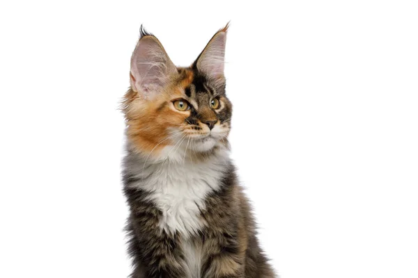 Porträtt Röd Maine Coon Cat Tittar Sidan Isolerad Vit Bakgrund — Stockfoto