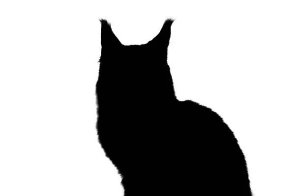 Portret Silhouette Maine Coon Cat Białym Tle — Zdjęcie stockowe