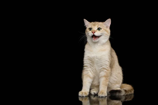 Lustige Britische Rasse Katze Sitzt Und Lächelt Überraschung Auf Isoliertem — Stockfoto
