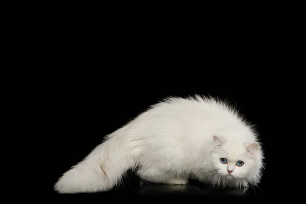 Crouching Peloso Razza Britannica Gatto Colore Bianco Con Occhi Blu — Foto Stock