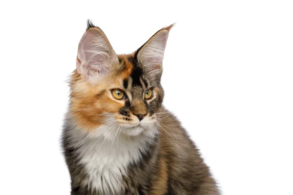 Porträt Der Roten Maine Coon Cat Blick Auf Die Seite — Stockfoto