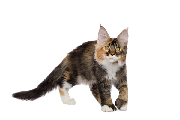 Crouching Rode Maine Coon Kat Lopen Jagen Geïsoleerde Witte Achtergrond — Stockfoto