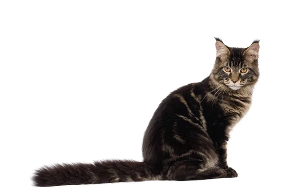 Maine Coon Cat Sitter Med Päls Svans Och Ser Tillbaka — Stockfoto