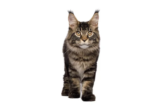 Maine Mýval Kočka Plíží Střapci Uších Dívá Kamery Izolované Bílém — Stock fotografie