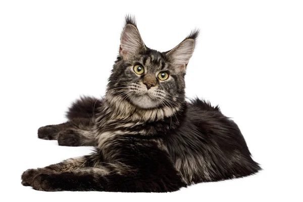 Huge Maine Coon Cat Lying Isolated White Background Front View — Stock Photo, Image