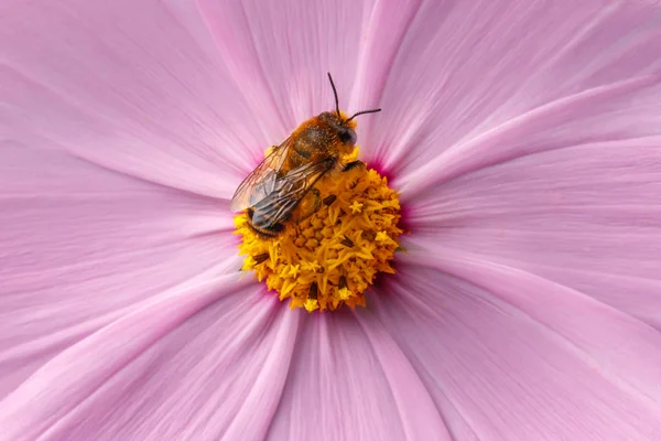 Biene bestäubt rosa Blume — Stockfoto