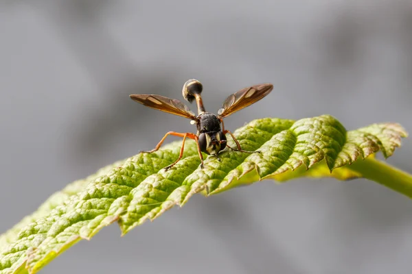 나뭇잎 위에서 걷는 말벌 — 스톡 사진