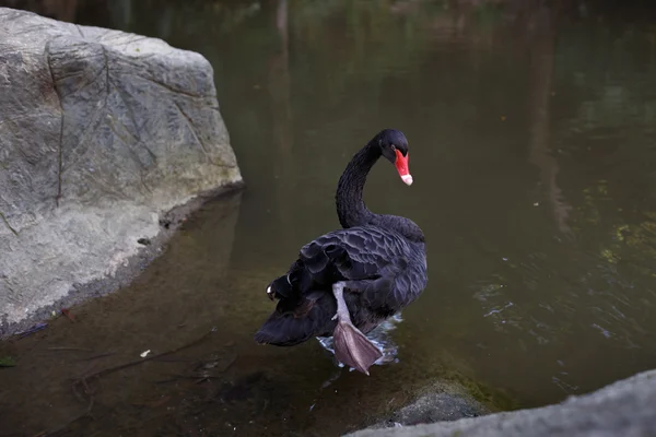 Black Swan toont been — Stockfoto