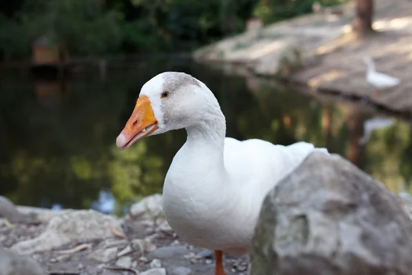 Witte gans op vijver — Stockfoto