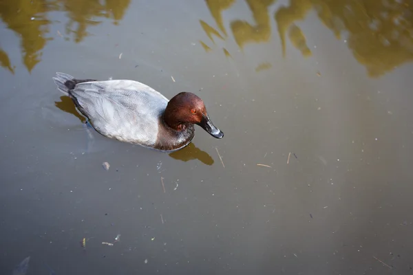Pato ruivo no lago — Fotografia de Stock