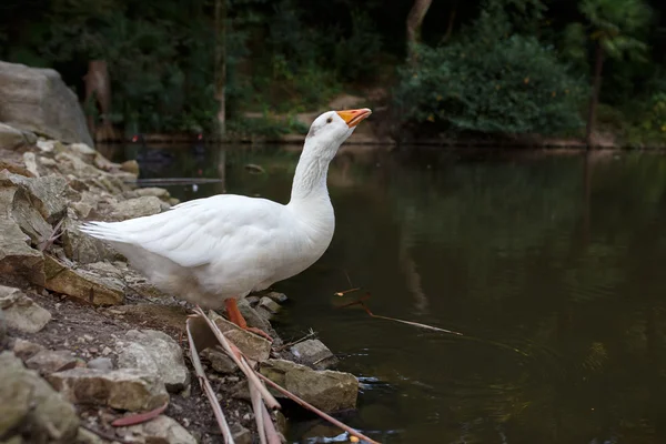 Witte gans op vijver — Stockfoto