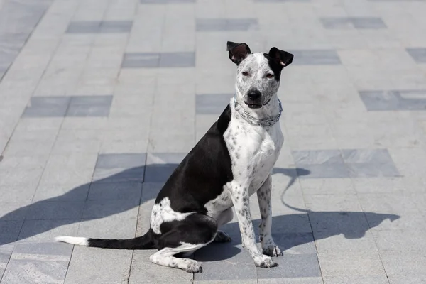 Perro con sombra de humano — Foto de Stock