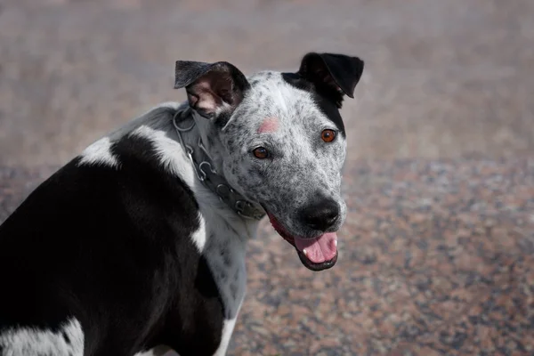 Perro con culebrilla — Foto de Stock