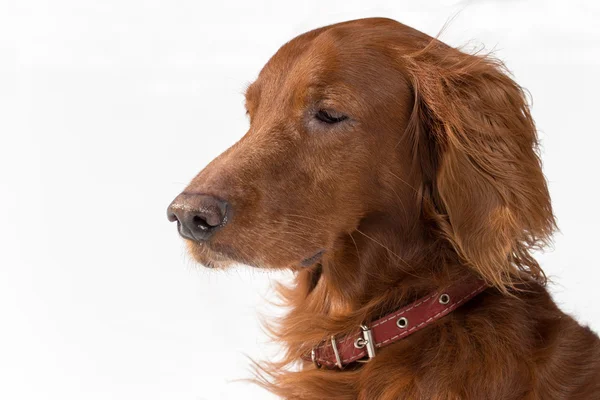 Närbild röd Setter — Stockfoto