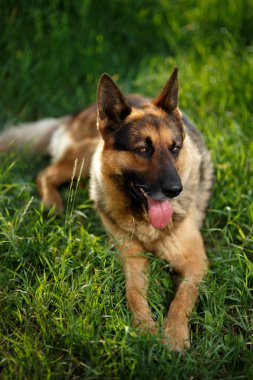 Alman çoban köpeği bahçesinde yatıyor